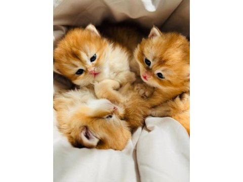 Golden british longhair