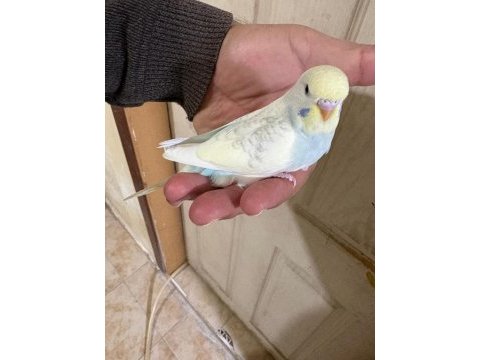 30 günlük renk güzeli oğlan muhabbet kuşu