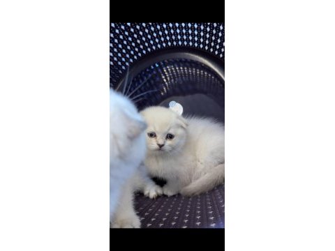 Scottish fold kedimiz