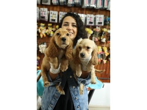 Dost canlısı meraklı tatlı amerikan cocker