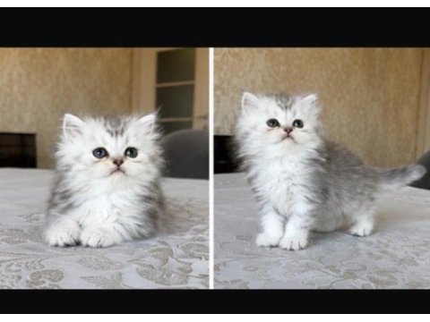 British longhair silver erkek