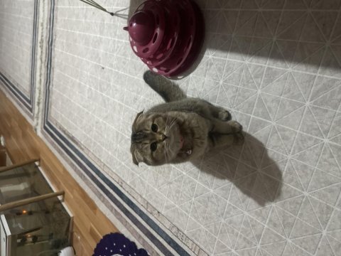 Kırık kulak scottish fold 6 aylık