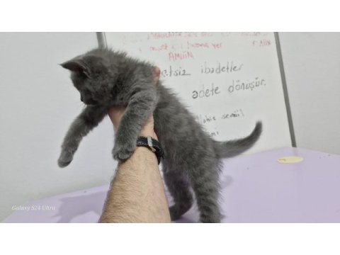 Erkek british shorthair yavrumuza yuva arıyoruz
