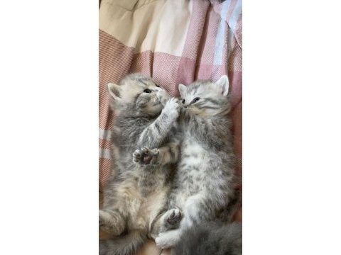 British shorthair kediler