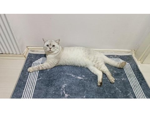Lynx point british shorthair ücretli sahiplendirilecek