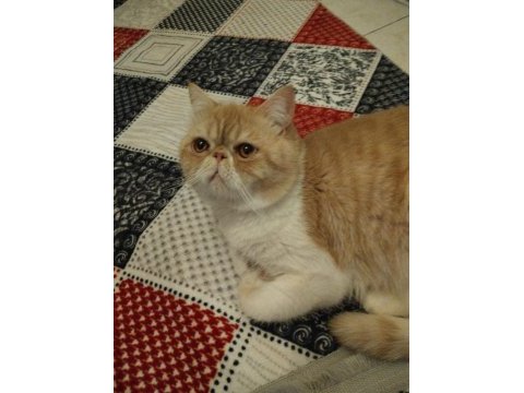 Exotic shorthair 1 yaşında