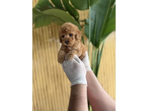 Poodle cinsi referans yavrumuz