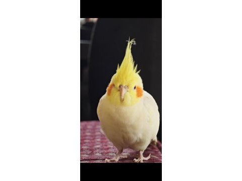 Konuşan sultan papağanı