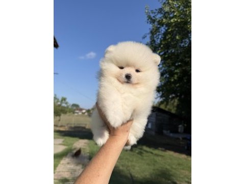 Kartopu gibi ayıcık pomeranian boo