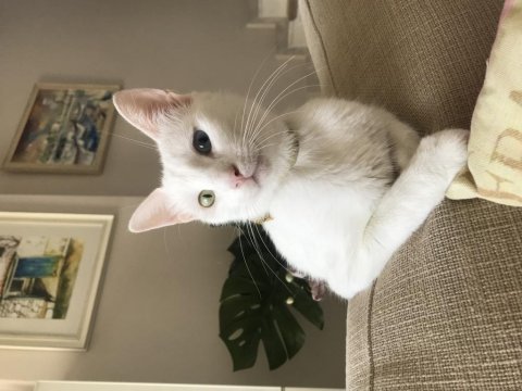 Van kedisi vanessa