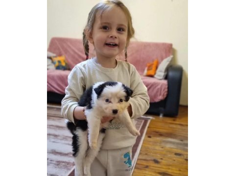 Özel maske border collie yavrularımız