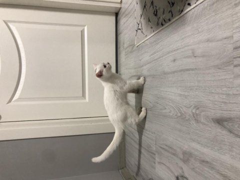 Yavru british shorthair kedimizi sahiplendiriyoruz