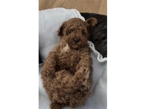 Toy poodle köpeği