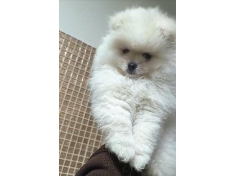 Pomeranian boo sevimli bebekler