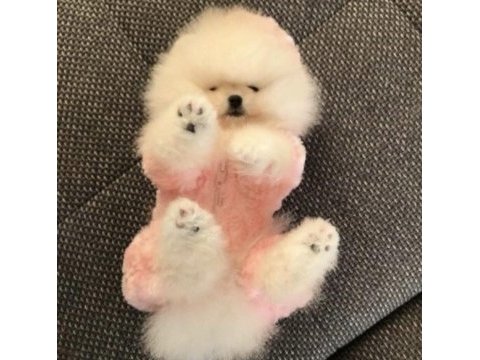 Pomeranian boo safkan teddy bear yavrularımız