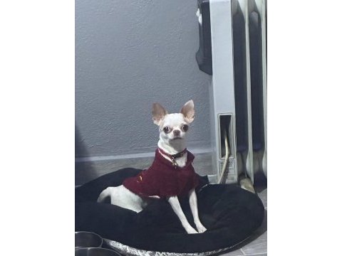 Chihuahua şivava yavru yetişkin