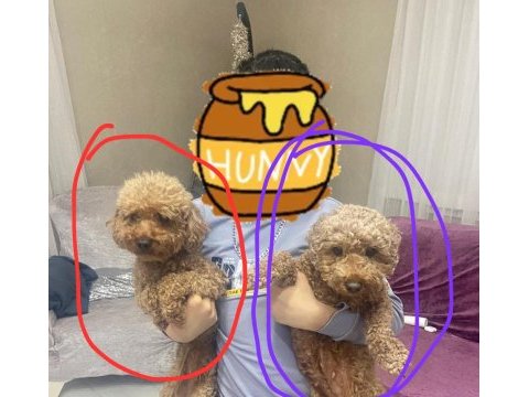 2 dişi toy poodle