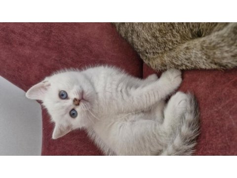 Bursa yavru british shorthair uygun aileye
