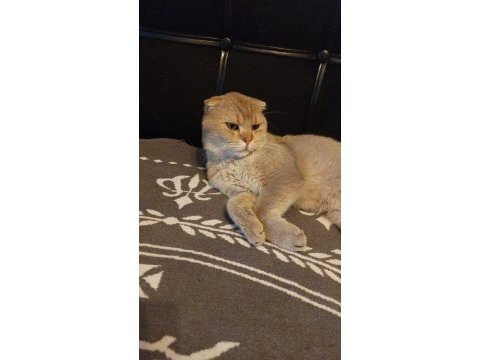 Golden scottish fold
