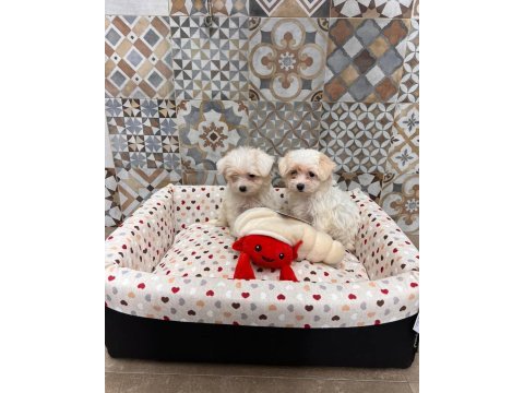 Korean maltipoo 1 buçuk kg olacak ev ortamı