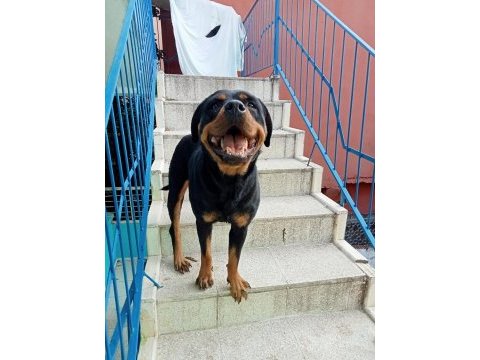 Kalite rottweiler