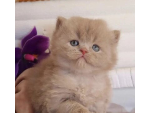 British longhair eğitimli kedimiz