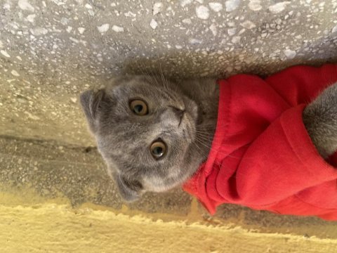 80 günlük iç dış paraziti yapılmış dişi scottish fold acil