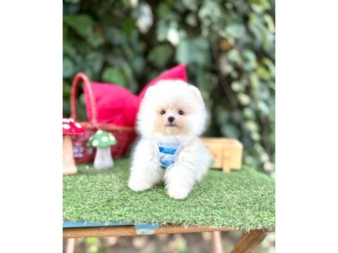 Orjinal pomeranian boo