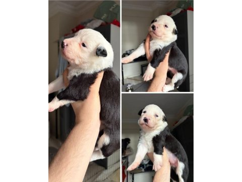 Meşhur cash in torununun border collie yavruları