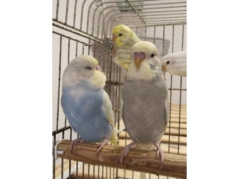 Bebek muhabbet kuşlar erkek ve dişi rengârenk
