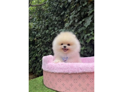 Orjinal pomeranian boo