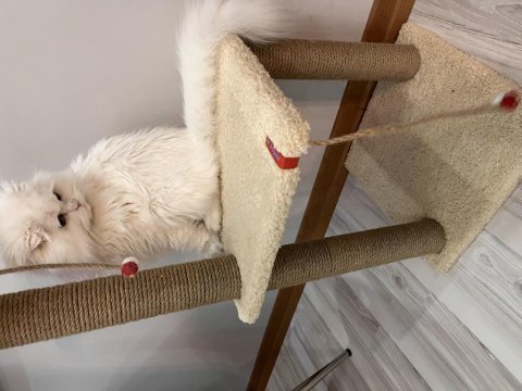 Scottish fold longhair orijinal şecereli