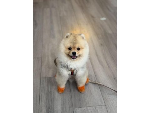 Pomeranian boo oğluma eş arıyorum