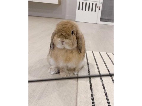 Lop tavşanlarımız gün içi gönderim mevcut