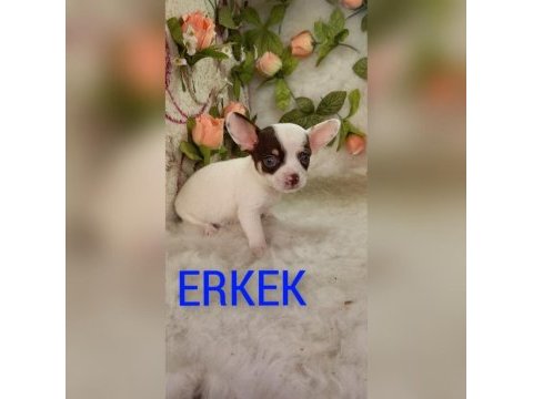Kendi kızımın chihuahua bebekleri