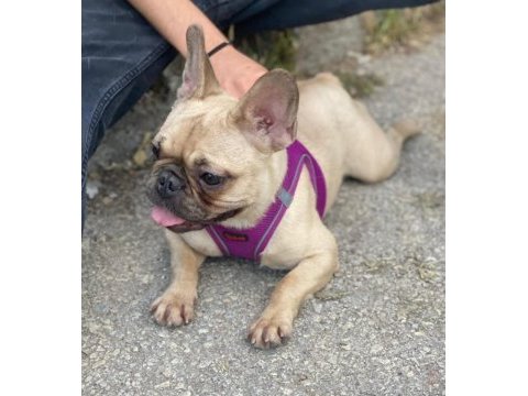 Dişi fransız bulldog