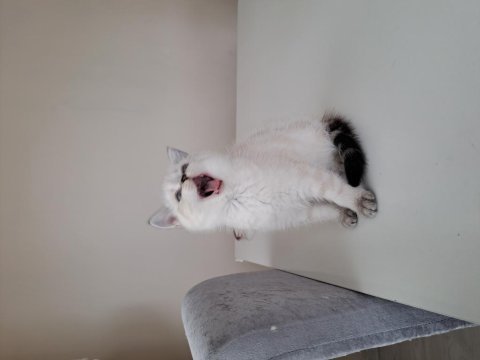 Scottish fold bluepoint
