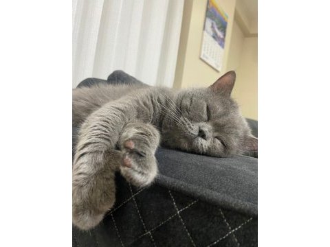 Acil çok çok uyguna vereceğim british shorthair