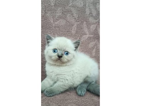 British shorthair koca kafa yavrularımız