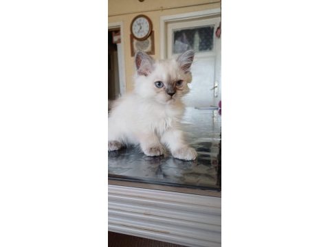 British longhair bebek yavrular