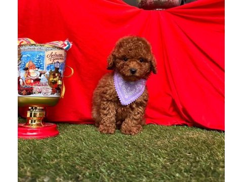 Safkan toy poodle yavrularımız