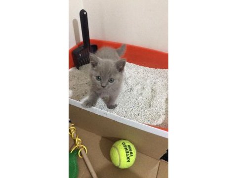 Safkan british shorthair, 2 aylık, oyuncu oğlumuz luffy