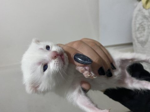 Rezerveye açık scottish fold yavrular