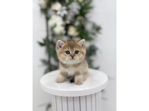 Black golden british shorthair prenses