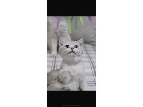 Blue golden dişi 3 aylık british shorthair
