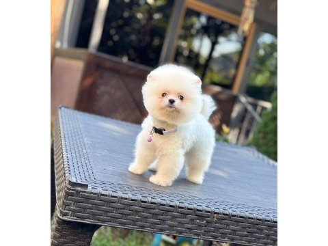 Sağlık ve ırk garantili pomeranian