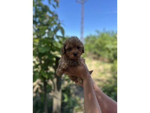3 aşılı toy poodle