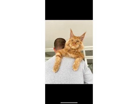 Show class xl mainecoon red erkek