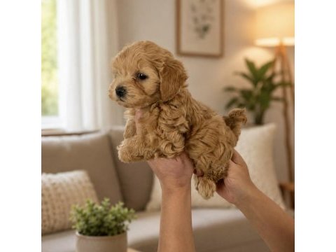 Anne baba bize ait gerçek teacup kore maltipoo