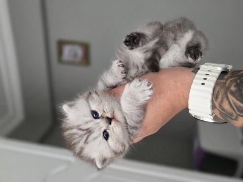 Panda kafa bebişlerim